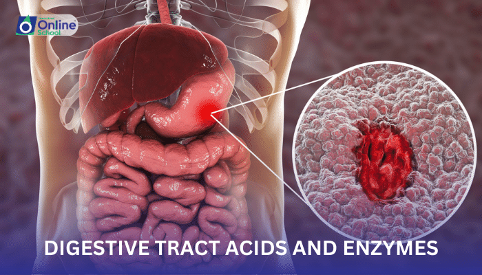 Lesson 03: Digestive Tract Acids and Enzymes